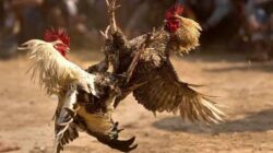 Perjudian Merusak Moral dan Ketertiban Masyarakat Nganjuk, Publik Desak Mabes Polri Turun Tangan