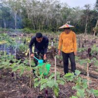 Anggota Satgas TMMD Wiltas Ke-127 Bantu Warga Rawat Tanaman Terong di Linggang Amer