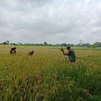 Pendampingan Panen Padi, Babinsa Koramil 1002-03/Haruyan Dukung Swasembada Pangan
