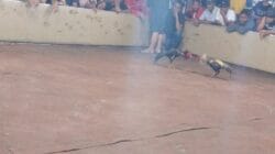 Sabung Ayam dan Dadu Diduga Masih Ramai di Ponorogo, Masyarakat Khawatir Dampak pada Generasi Muda