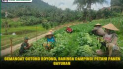 Semangat Gotong Royong, Babinsa Dampingi Petani Panen Sayuran