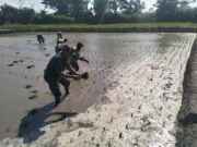 Wujud Ketahanan Pangan, Babinsa Rembang Dampingi Petani Tanam Padi Di Sananwetan