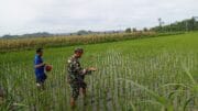 Babinsa Satrean Dampingi Perawatan Tanaman Padi, Wujudkan Ketahanan Pangan Masyarakat