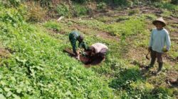 Tanam Pohon Mahoni Babinsa Sananwetan Bersama Poktan Rahayu, Cegah Erosi Dan Dukung Ketahanan Pangan