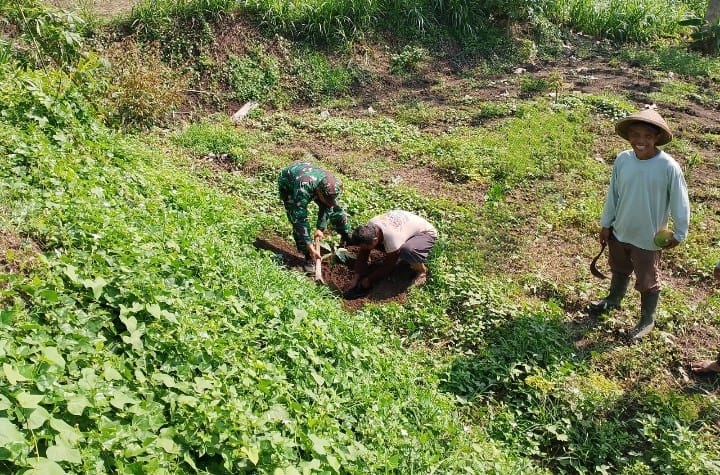Tanam Pohon Mahoni Babinsa Sananwetan Bersama Poktan Rahayu, Cegah Erosi Dan Dukung Ketahanan Pangan
