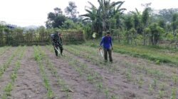 Babinsa Kandangan Dampingi Petani Lakukan Penyemprotan POC Untuk Tingkatkan Pertumbuhan Jagung