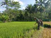 Koramil Tiris Dampingi Petani Saat Perawatan Tanaman Padi