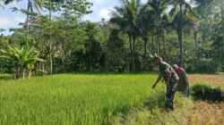 Pangan