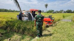 Babinsa Koramil 1008-05/Kelua-Muara Harus Dampingi Ketahanan Pangan, Pererat Kedekatan TNI dan Rakyat Pangan