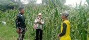 Kopka Samsuhadi Bantu Petani Panen Jagung di Desa Ayuang