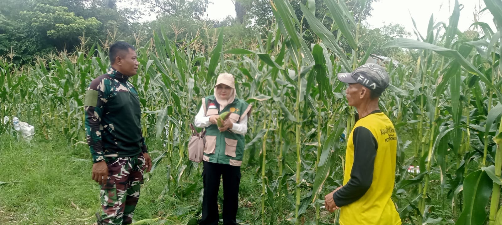 Kopka Samsuhadi Bantu Petani Panen Jagung di Desa Ayuang Petani