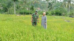 Babinsa Dampingi Petani Mengecek Pertumbuhan Tanaman Padi