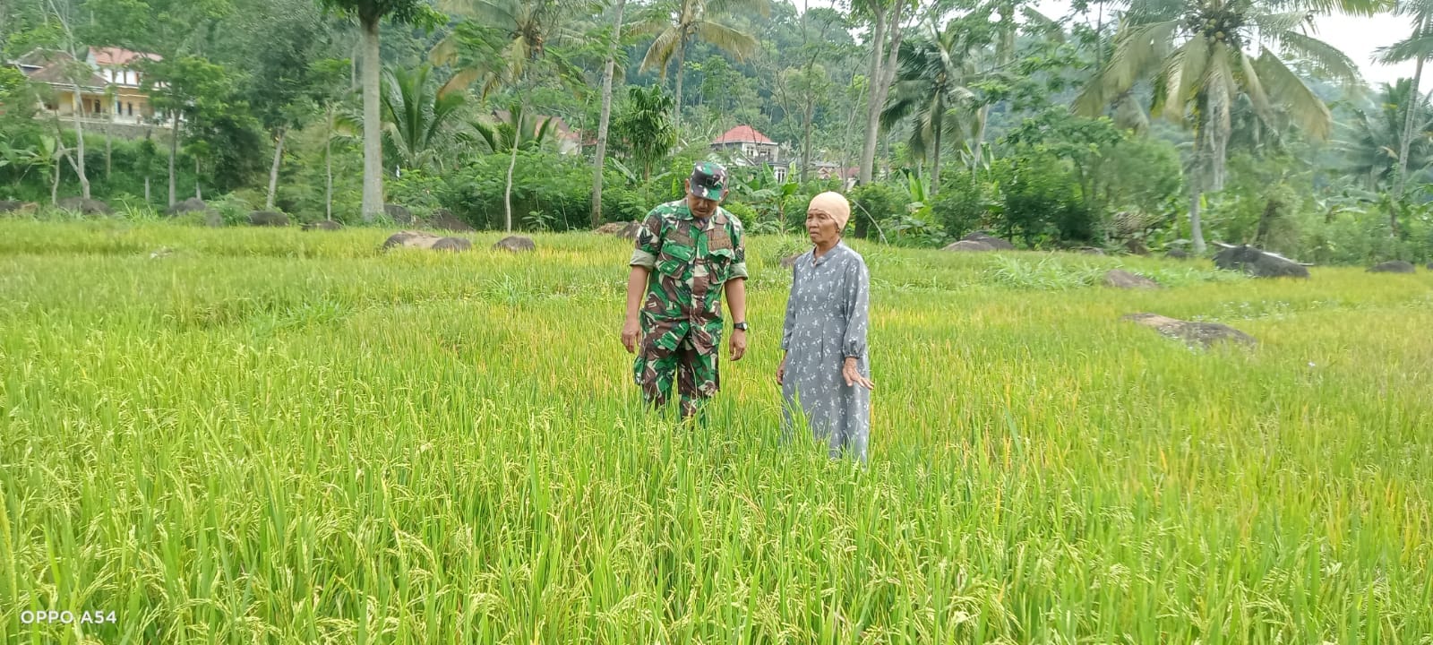 Babinsa Dampingi Petani Mengecek Pertumbuhan Tanaman Padi