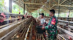 TNI Hadir Dukung Peternak Lokal, Babinsa Barabai Sambangi Kandang Ayam Petelur