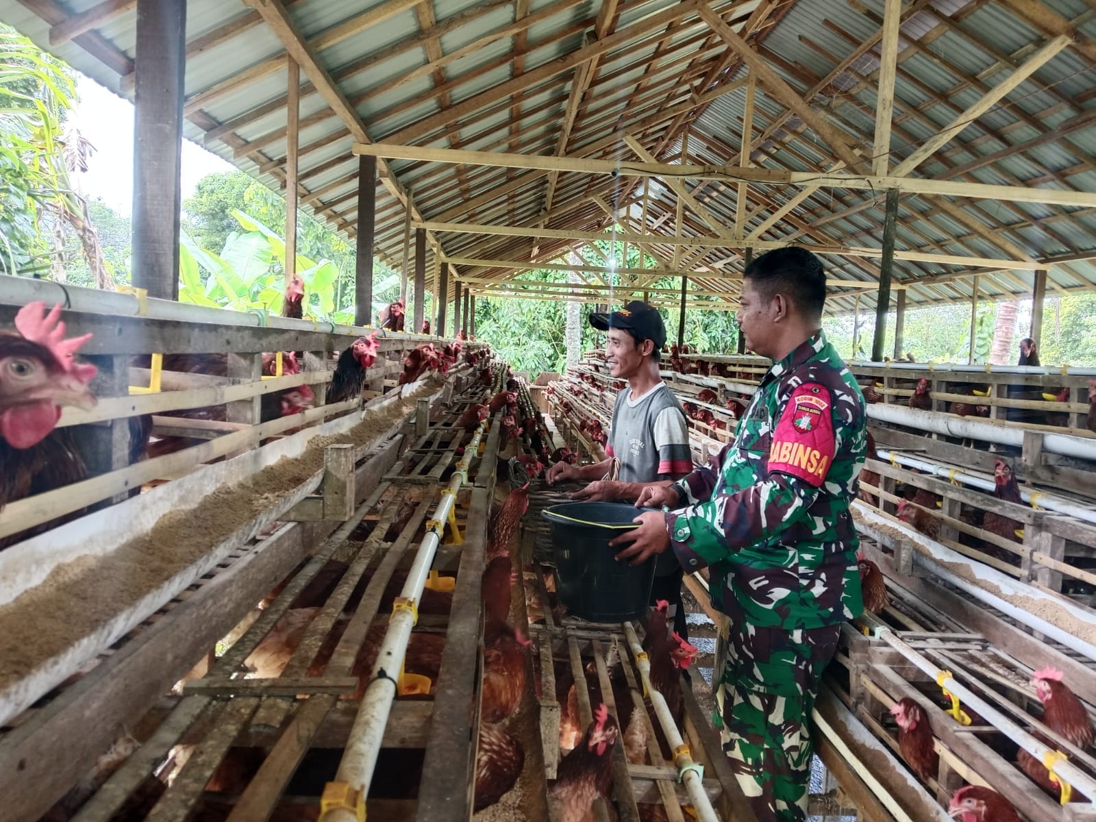 TNI Hadir Dukung Peternak Lokal, Babinsa Barabai Sambangi Kandang Ayam Petelur
