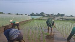 Bentuk Kemanunggalan, Koramil Tegalsiwalan Dampingi Proses Tanam Padi Petani Wilayah Binaan