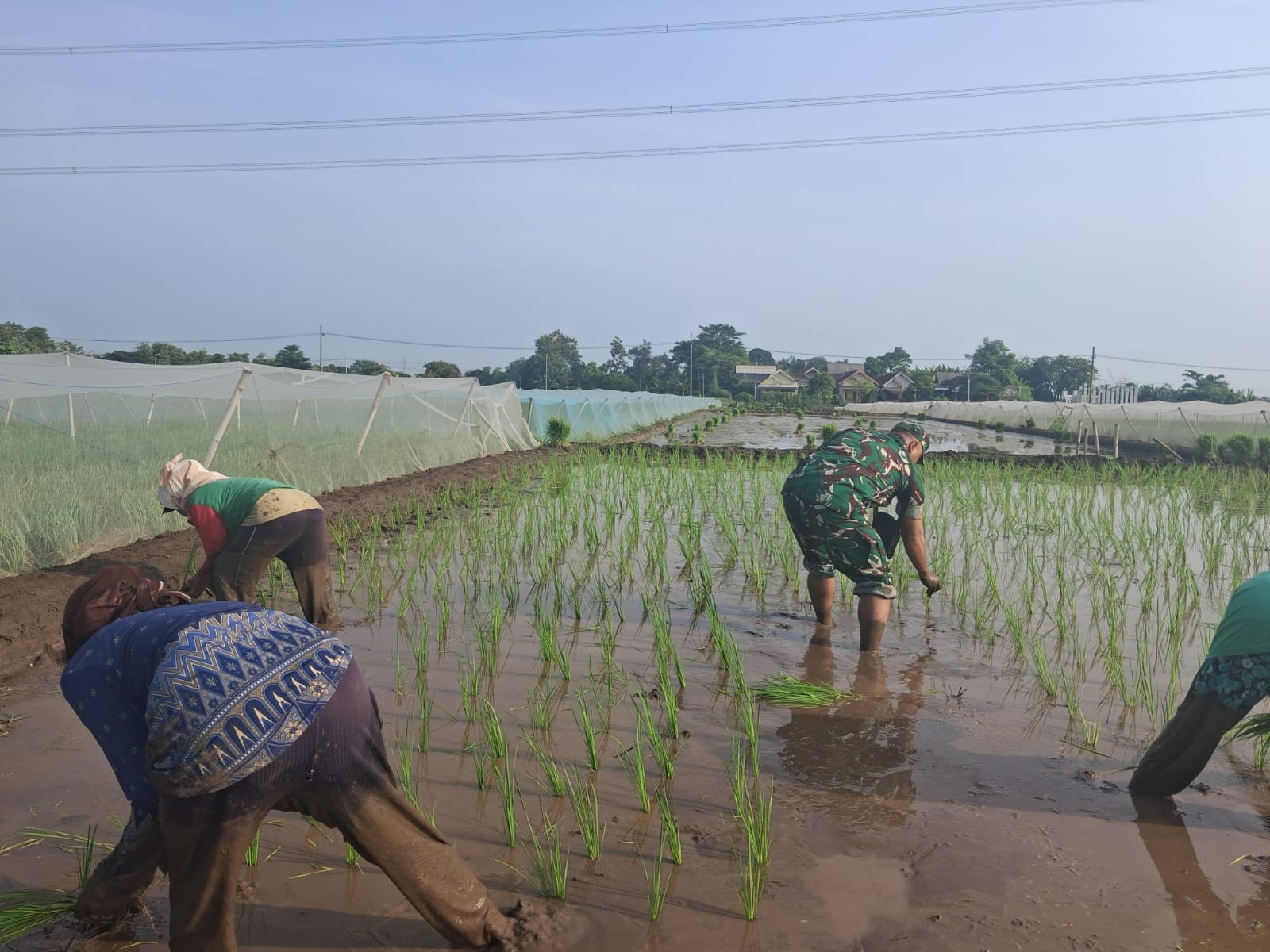 Bentuk Kemanunggalan, Koramil Tegalsiwalan Dampingi Proses Tanam Padi Petani Wilayah Binaan