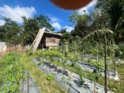 Babinsa Hadir di Tengah Petani, Hangatkan Semangat Bertani Warga Desa Solan