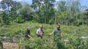 Babinsa Kelua–Muara Harus Dampingi Petani Cabe, Wujud Nyata Dukungan TNI untuk Ketahanan Pangan