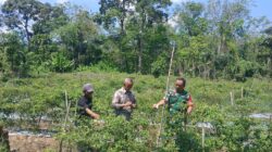 Babinsa Kelua–Muara Harus Dampingi Petani Cabe, Wujud Nyata Dukungan TNI untuk Ketahanan Pangan