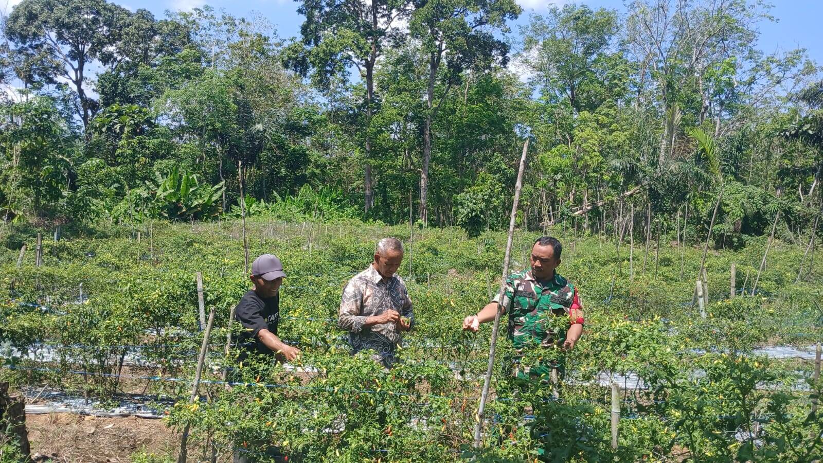 Babinsa Kelua–Muara Harus Dampingi Petani Cabe, Wujud Nyata Dukungan TNI untuk Ketahanan Pangan Babinsa Kelua–Muara Harus Dampingi Petani Cabe, Wujud Nyata Dukungan TNI untuk Ketahanan Pangan