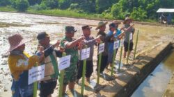 Babinsa Koramil 1008-02/Haruai-Upau-Bintang Ara Hadiri Tanam Perdana Padi PM-AAS di Upau