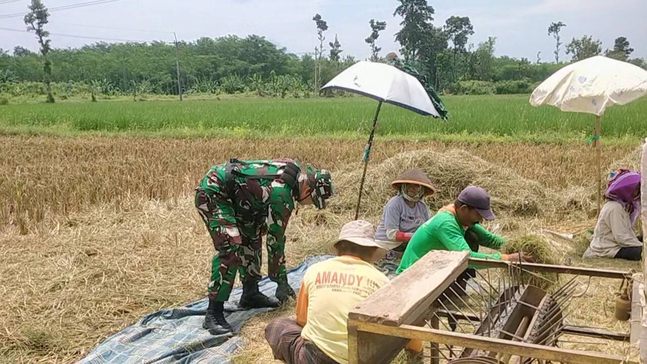 Koramil Tegalsiwalan Dampingi Proses Panen Padi Petani Wilayah Binaan