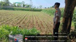 Tak Hanya Patroli, Polisi Probolinggo Kota Kini Dampingi Petani Jagung Hingga Masa Panen