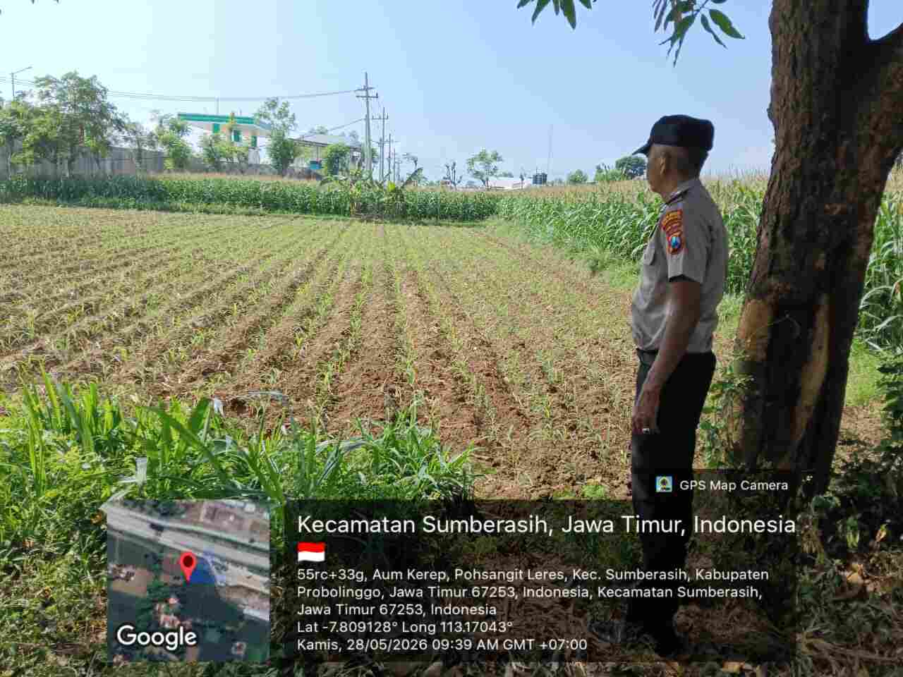 Tak Hanya Patroli, Polisi Probolinggo Kota Kini Dampingi Petani Jagung Hingga Masa Panen