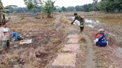 Babinsa Barabai Perkuat Ketahanan Pangan Lewat Pendampingan Petani