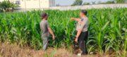 Dari Sawah ke Ketahanan Negara, Polisi Probolinggo Kota Dampingi Petani Jagung