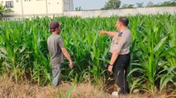 Dari Sawah ke Ketahanan Negara, Polisi Probolinggo Kota Dampingi Petani Jagung