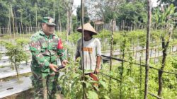 Babinsa Koramil 1008-05/Kelua-Muara Harus Aktif Dampingi Petani Hortikultura di Desa Karangan Putih