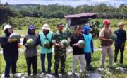 Babinsa Dampingi Ketua KTNA Panen Semangka Wujudkan Ketahanan Pangan di wilayah