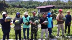 Babinsa Dampingi Ketua KTNA Panen Semangka Wujudkan Ketahanan Pangan di wilayah