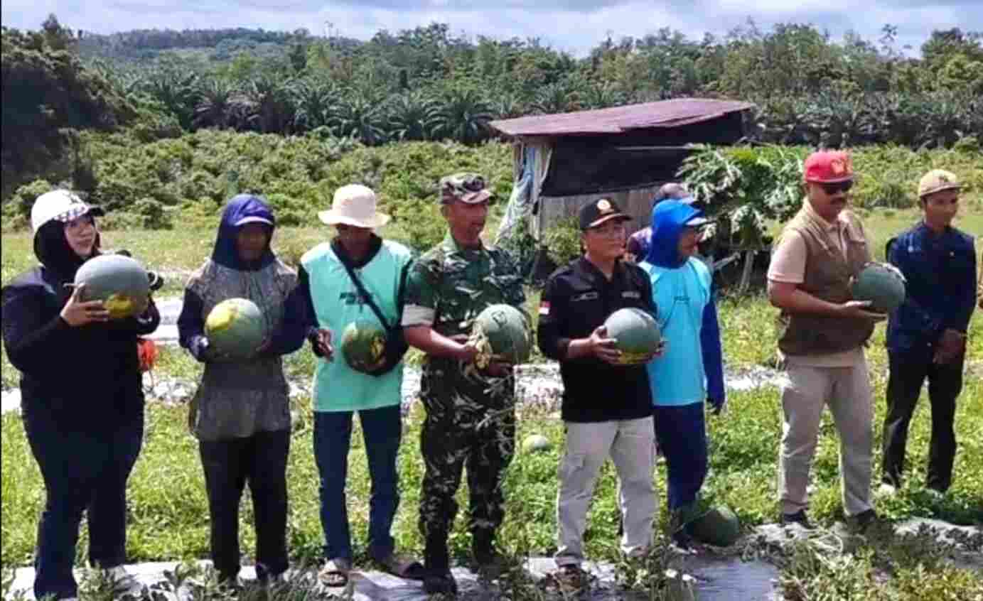 Babinsa Dampingi Ketua KTNA Panen Semangka Wujudkan Ketahanan Pangan di wilayah Babinsa Dampingi Ketua KTNA Panen Semangka Wujudkan Ketahanan Pangan di wilayah