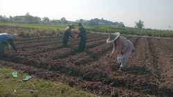 Wujudkan Ketahanan Pangan, Babinsa Pikatan Turun Ke Sawah Dampingi Petani Tanam Jagung