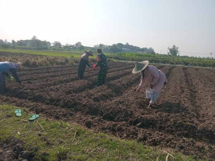 Wujudkan Ketahanan Pangan, Babinsa Pikatan Turun Ke Sawah Dampingi Petani Tanam Jagung