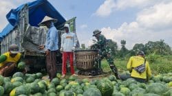 Pemanfaatan Lahan Kompi Produksi Kodim 0808/Blitar di Srengat Sukses Panen 10 Ton Semangka Pemanfaatan Lahan Kompi Produksi Kodim 0808/Blitar di Srengat Sukses Panen 10 Ton Semangka