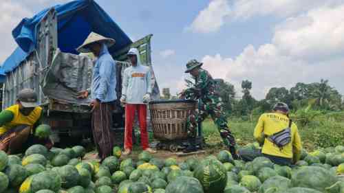 Pemanfaatan Lahan Kompi Produksi Kodim 0808/Blitar di Srengat Sukses Panen 10 Ton Semangka Pemanfaatan Lahan Kompi Produksi Kodim 0808/Blitar di Srengat Sukses Panen 10 Ton Semangka