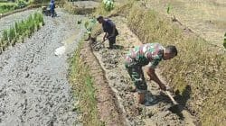 Sinergi Ketahanan Pangan, Babinsa Selorejo Turun Ke Sawah Bantu Warga Siapkan Lahan Padi Sinergi Ketahanan Pangan, Babinsa Selorejo Turun Ke Sawah Bantu Warga Siapkan Lahan Padi