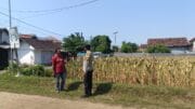 Polri Turun ke Sawah, Kawal Petani Jagung Triwung Kidul Demi Ketahanan Pangan Nasional