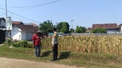 Polri Turun ke Sawah, Kawal Petani Jagung Triwung Kidul Demi Ketahanan Pangan Nasional