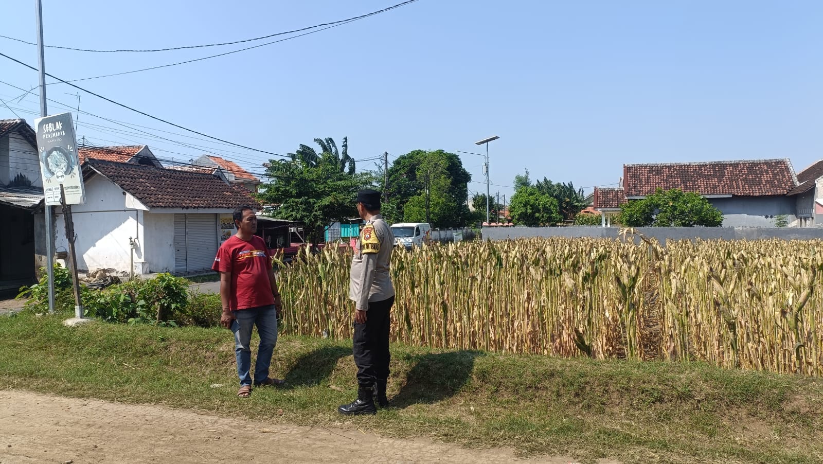 Polri Turun ke Sawah, Kawal Petani Jagung Triwung Kidul Demi Ketahanan Pangan Nasional Polri Turun ke Sawah, Kawal Petani Jagung Triwung Kidul Demi Ketahanan Pangan Nasional