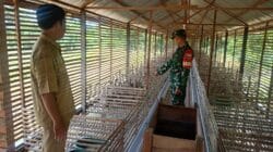 Melalui Komsos, Babinsa Dorong Kemajuan Peternakan Itik Petelur Desa Kasarangan