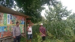 Polisi Turun ke Lahan Jagung di Tongas, Perkuat Ketahanan Pangan Nasional dari Tingkat Desa