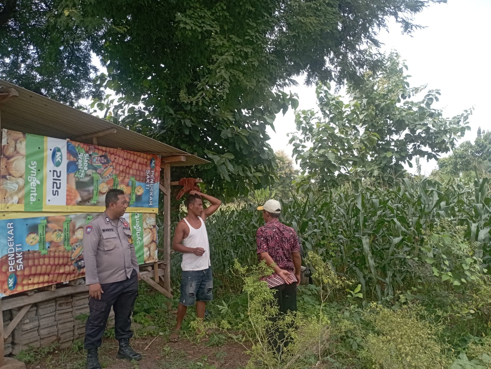 Polisi Turun ke Lahan Jagung di Tongas, Perkuat Ketahanan Pangan Nasional dari Tingkat Desa