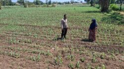 Polisi Dampingi Petani di Sumber Wetan, Kawal Program Ketahanan Pangan dari Lahan Jagung Binaan