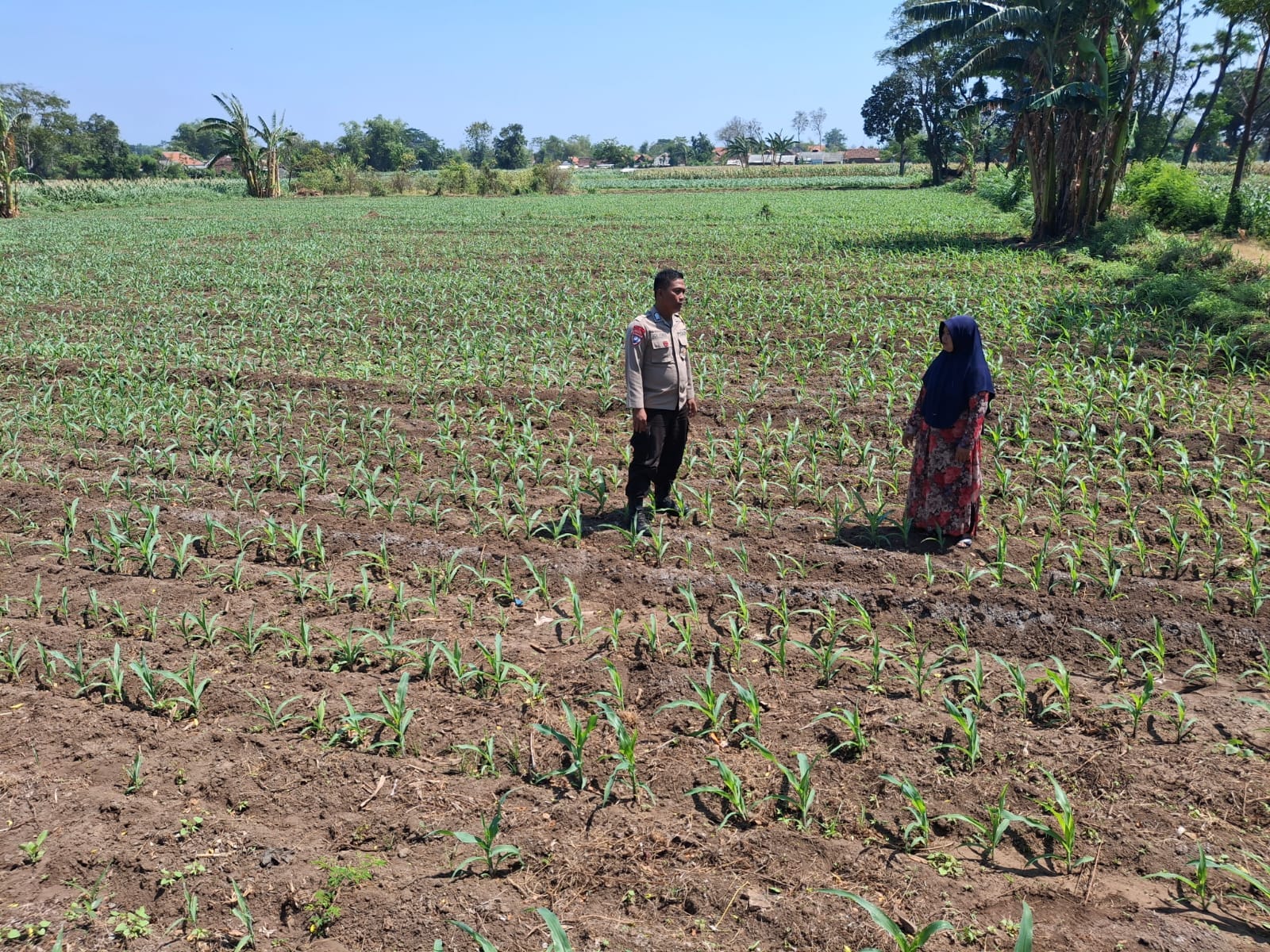 Polisi Dampingi Petani di Sumber Wetan, Kawal Program Ketahanan Pangan dari Lahan Jagung Binaan