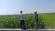 Pantau Lahan Jagung Warga, Polisi Ajak Petani Wujudkan Ketahanan Pangan Nasional